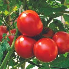Mortgage Lifter Tomato Seeds