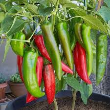 Serrano Pepper Seeds