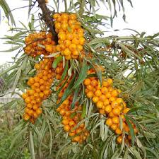 Seaberry Fruit Seeds for Planting – Heirloom Non-GMO Garden Seeds