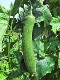 Luffa Gourd Seeds