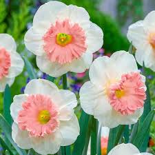 Baby Pink flower seeds