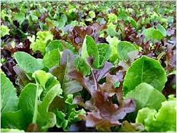 Mesclun Lettuce Mix Seeds