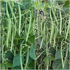 Appaloosa Bean Seeds
