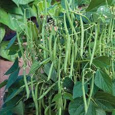 Pole Bean Seeds
