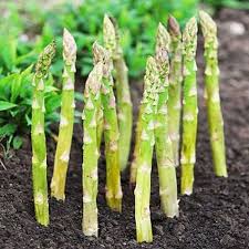 Wild Asparagus Seeds