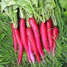 Pink Radish Seeds for Planting – Heirloom Garden Seeds