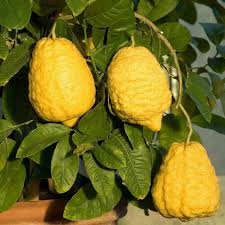 Citron Melon Seeds