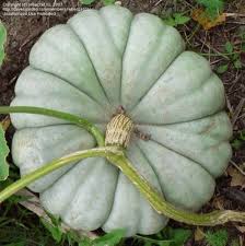 Triamble Pumpkin Seeds