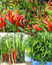 Mixed Chili Pepper Seeds for Planting – Heirloom Hot Pepper Collection