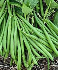White Bean Seeds for Planting – Heirloom Non-GMO Garden Seeds