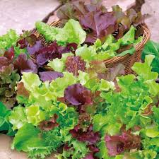 Mixed Gourmet Vegetable Seeds