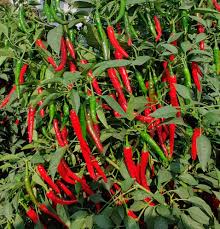 Mixed Chili Pepper Seeds