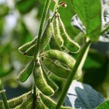 Green Soybean Seeds for Planting – Heirloom Non-GMO Garden Seeds