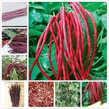 Yardlong Bean Seeds for Planting – Heirloom Garden Seeds