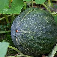 Hubbard Squash Seeds