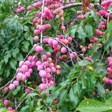 American Plum Fruit Seeds for Planting – Heirloom Non-GMO Garden Seeds