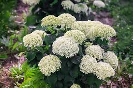 Invincibelle Limetta flower seeds