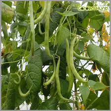Appaloosa Bean Seeds