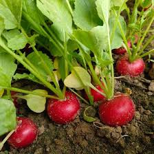Cherry Belle Radish Seeds