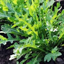 Rocket Pegasus Lettuce Seeds