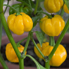 Bonnet Pepper Seeds