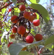 Arbutus Berry Seeds for Planting – Heirloom Non-GMO Garden Seeds