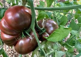 Giant Tomato Seeds for Planting – Heirloom Non-GMO Garden Seeds