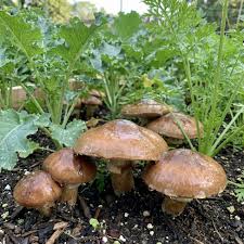 Slippery Jack Mushroom Spores