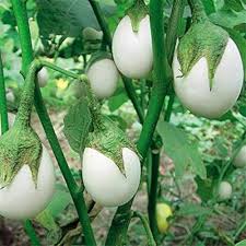White Eggplant Seeds