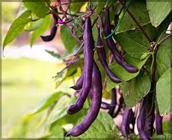 Purple Pole Bean Seeds