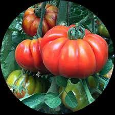 Sicilian Tonda Zucchini Seeds for Planting – Heirloom Summer Squash Seeds