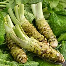 Horseradish Seeds