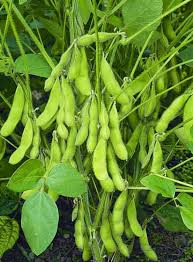 Edamame Soybean Seeds for Planting – Heirloom Garden Seeds