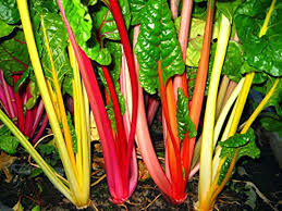 Mixed Swiss Chard Seeds
