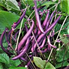 Purple Bush Bean Seeds