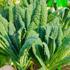 Kale Seeds