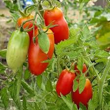 Red Speckled Tomato Seeds