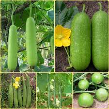 Benincasa Winter Melon Seeds