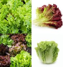 Assortiment de graines de légumes gastronomiques à planter – Collection potager d'antan