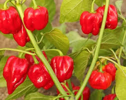 Scotch Bonnet Pepper Seeds for Planting – Heirloom Hot Pepper Seeds