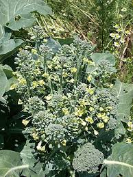 Sea Kale Seeds for Planting – Heirloom Non-GMO Garden Seeds