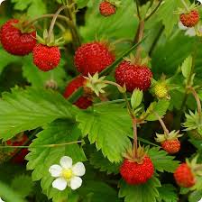 alpine strawberry seeds