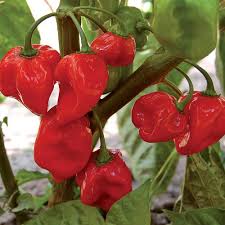 Red Cachucha Pepper Seeds for Planting – Heirloom Non-GMO Garden Seeds