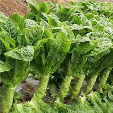 Celtuce Seeds