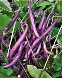 Purple Violet Bean Seeds