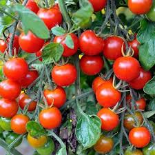 Geranium Kiss Tomato Seeds