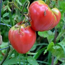 Oxheart Tomato Seeds
