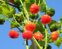 Rocoto Pepper Seeds