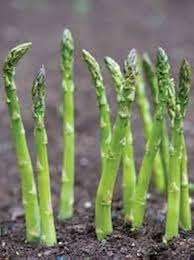 Wild Asparagus Seeds for Planting – Heirloom Garden Seeds
