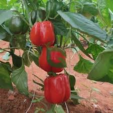 Sweet Bell Pepper Seeds for Planting – Heirloom Non-GMO Garden Seeds